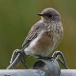 Bluebird3.jpg