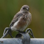 Bluebird2.jpg