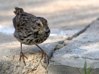 Sparrow5.jpg