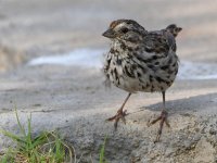 Sparrow7.jpg
