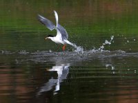 Tern.jpg