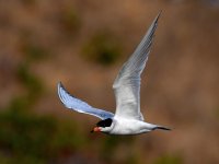 Tern6.jpg