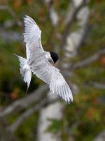 Tern4.jpg