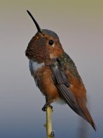 Hummer6.jpg