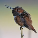 Hummer12.jpg