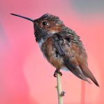 Hummer15.jpg