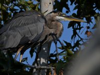 BlueHeron.jpg