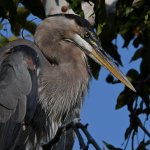 BlueHeron3.jpg