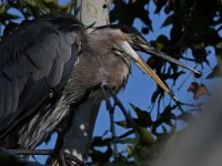 BlueHeron4.jpg