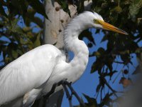 Egret3.jpg