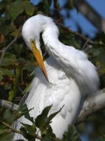 Egret5.jpg