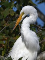 Egret7.jpg