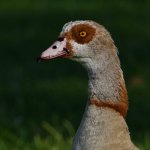Goose.jpg