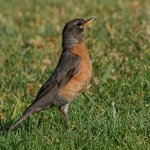 Robin2.jpg