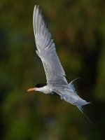 Tern.jpg