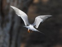 Tern7.jpg
