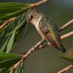 Hummer.jpg