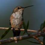 Hummer5.jpg
