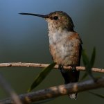Hummer6.jpg