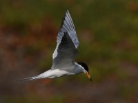 Tern20.jpg