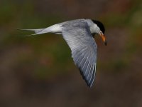 Tern19.jpg