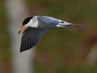 Tern22.jpg