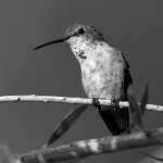 HummerBW2.jpg