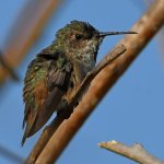 Hummer7.jpg