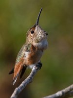 Hummer21.jpg