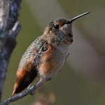 Hummer36.jpg