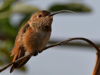 Hummer37.jpg