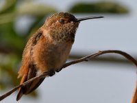Hummer39.jpg
