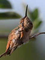 Hummer47.jpg