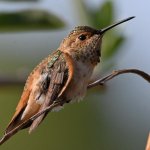 Hummer45.jpg