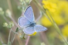 BlueButterfly-939.jpg