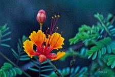 07-14-21-CR-_D501515-ON1.jpg