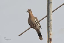 07-15-21-CR-_D501531-ON1.jpg