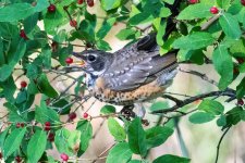 RobinBerry-939.jpg
