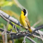 CommonYellowthroat-939.jpg