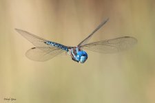 DragonflyFlight-965.jpg