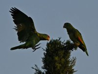 Parrot.jpg