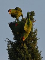 Parrot3.jpg