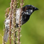 Sparrow3.jpg