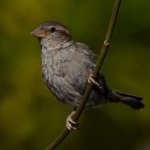 Sparrow5.jpg