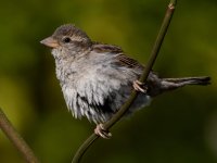 Sparrow9.jpg