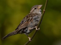 Sparrow12.jpg