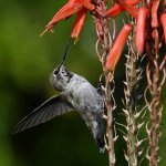 Hummer5.jpg