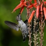 Hummer4.jpg