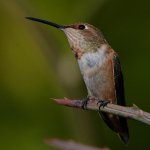 Hummer14.jpg