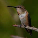 Hummer16.jpg